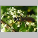 Ichneumon stramentor - Schlupfwespe w01f 14mm fdet02.jpg